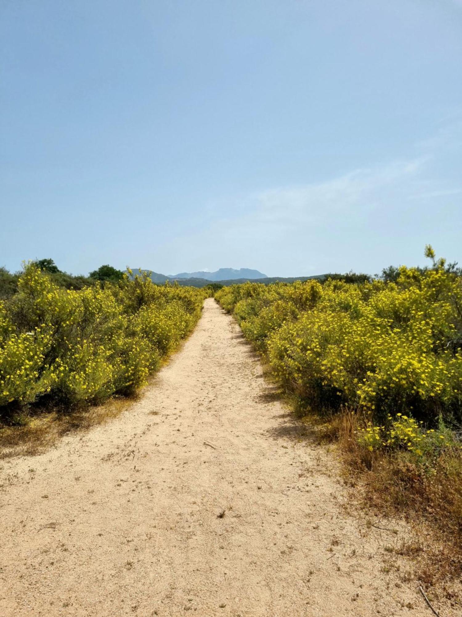 Appartamento Olbia Vecchie Saline Murta Maria Exteriör bild